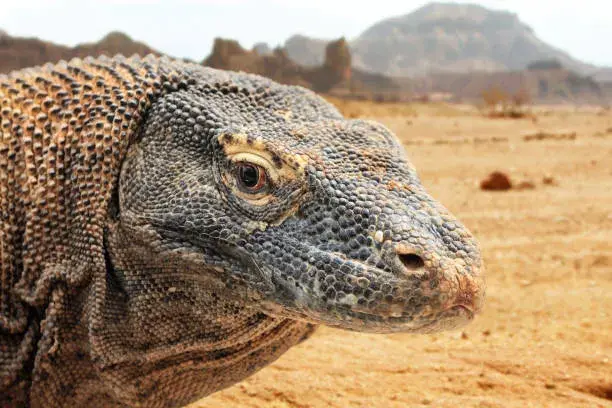 Komodo Island Day Trip Guide for First Timers
