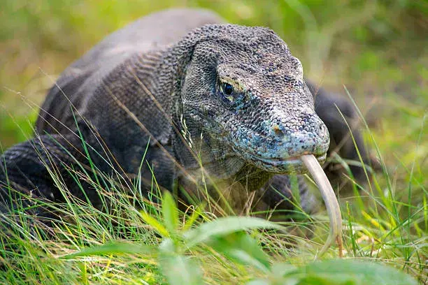 2 Days 1 Night Komodo Island Tour from Bali