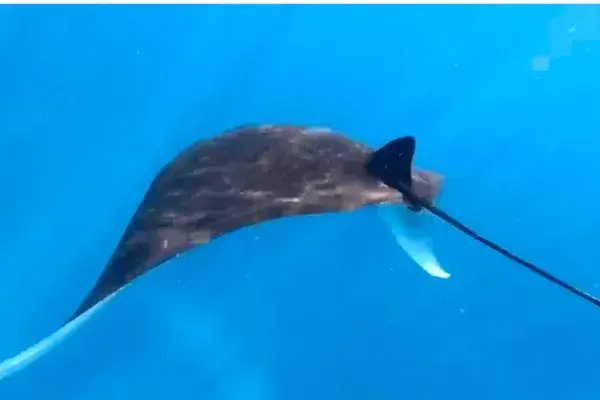 Snorkeling Manta Ray