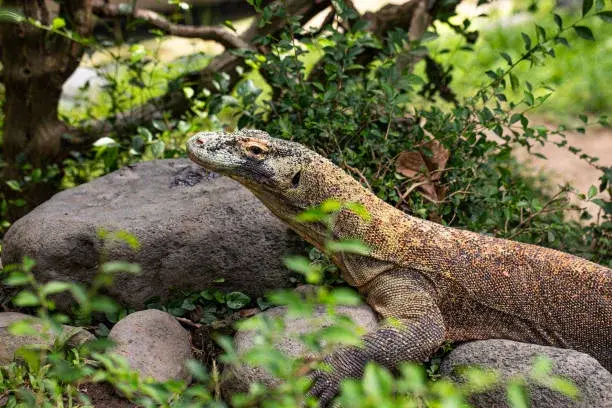 Komodo Island Tour: Everything You Need to Know