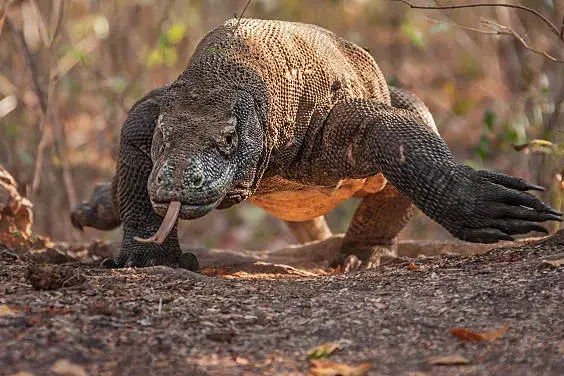 Komodo Tour from Bali