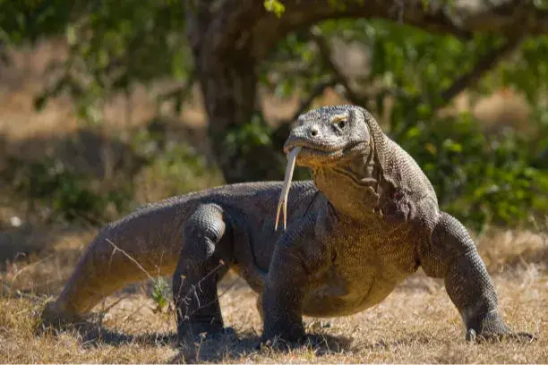 Komodo National Park Tour: Ultimate Travel Guide