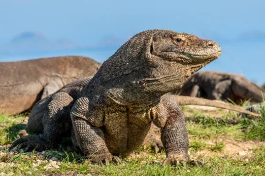 Private Tour Komodo Island