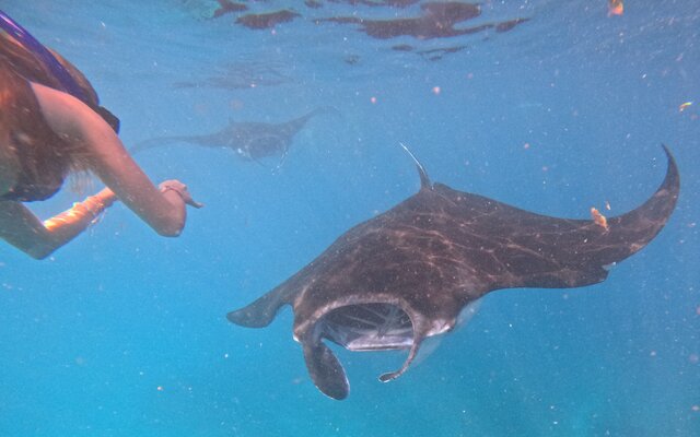 Snorkeling With Manta Ray