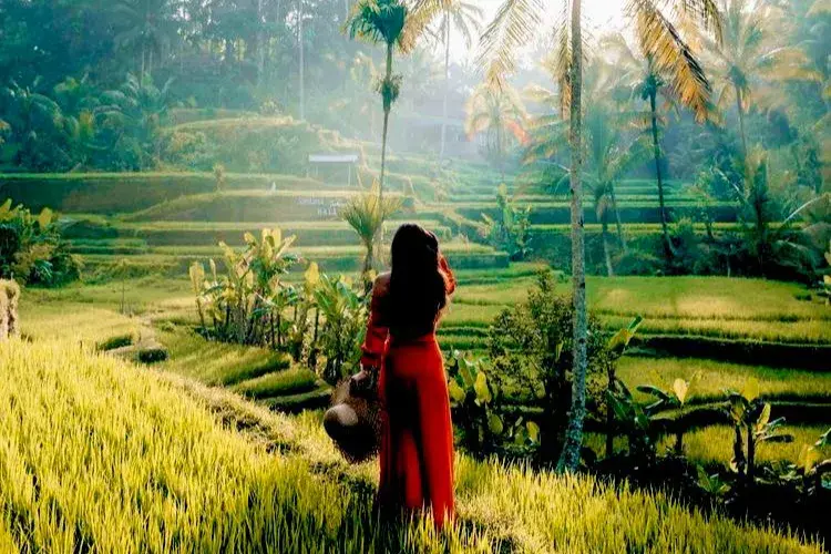 Ubud Cultural & Nature Tour