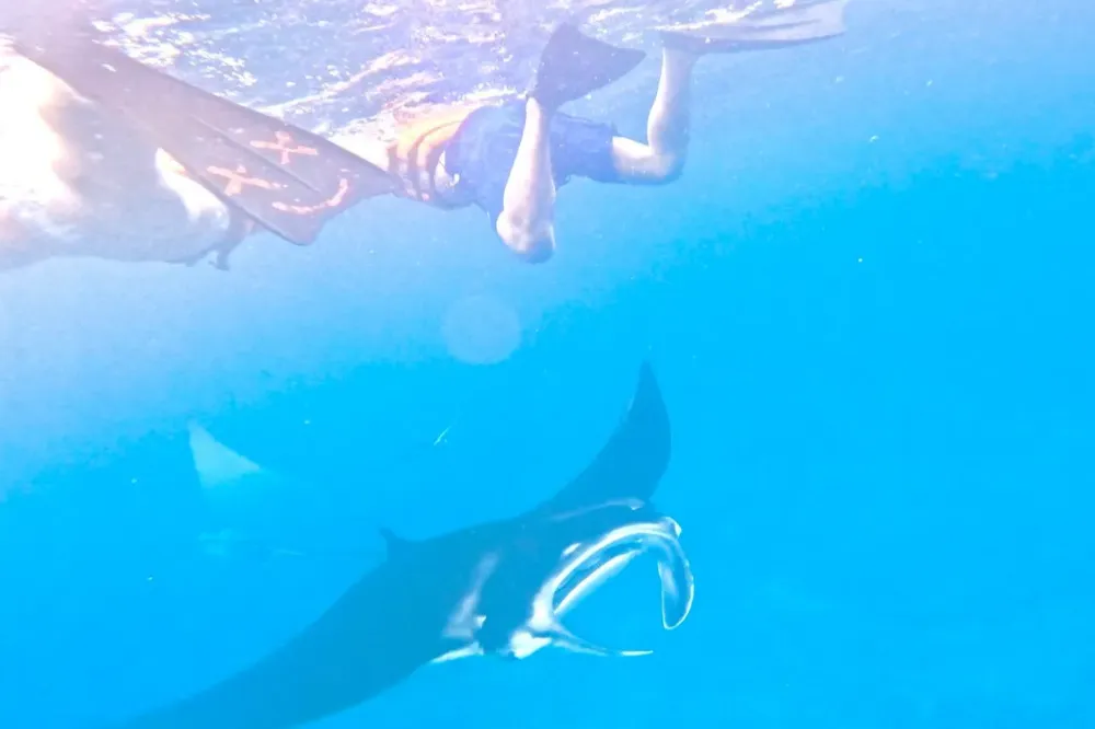 Manta Ray