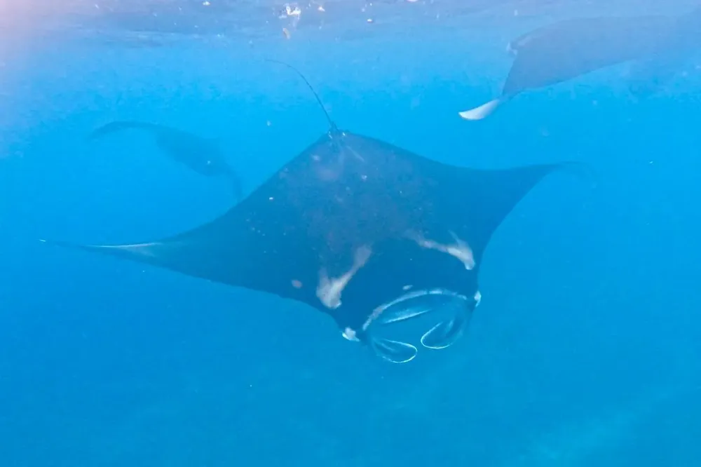 Manta Ray
