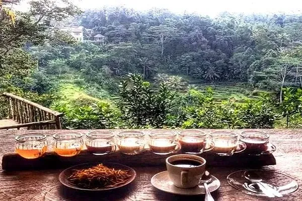 Coffe Plantation