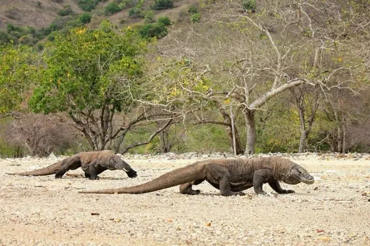 Komodo