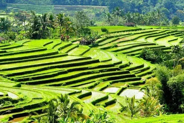Jatiluwih Rice Terrace
