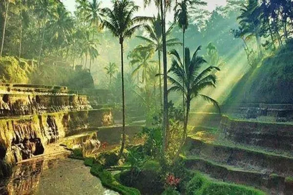 Tegalalang Rice Terrace
