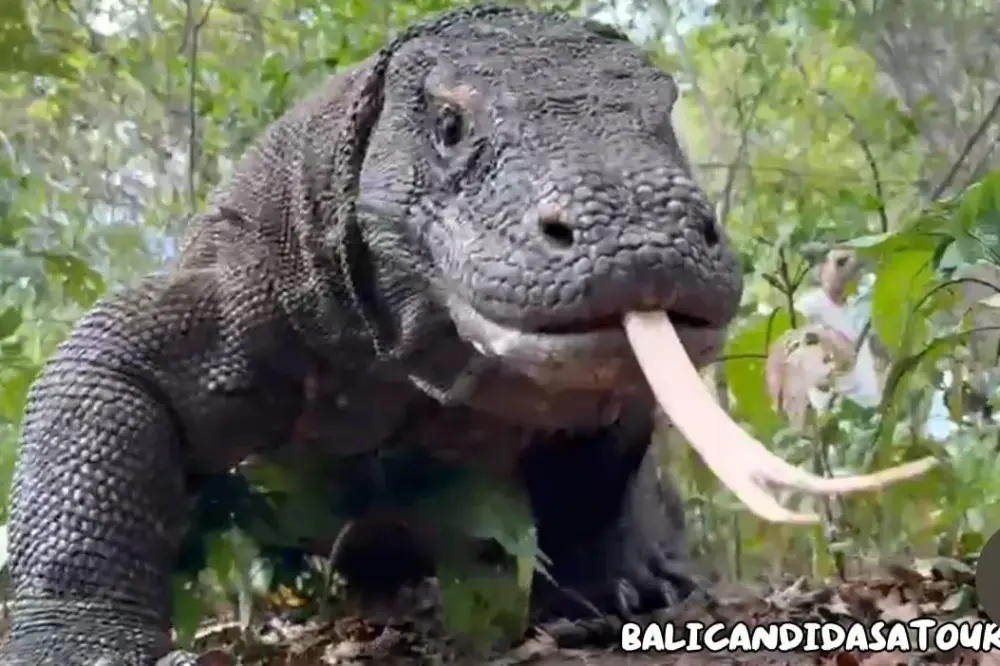 バリ島発：飛行機で行くコモド島1泊2日ツアー